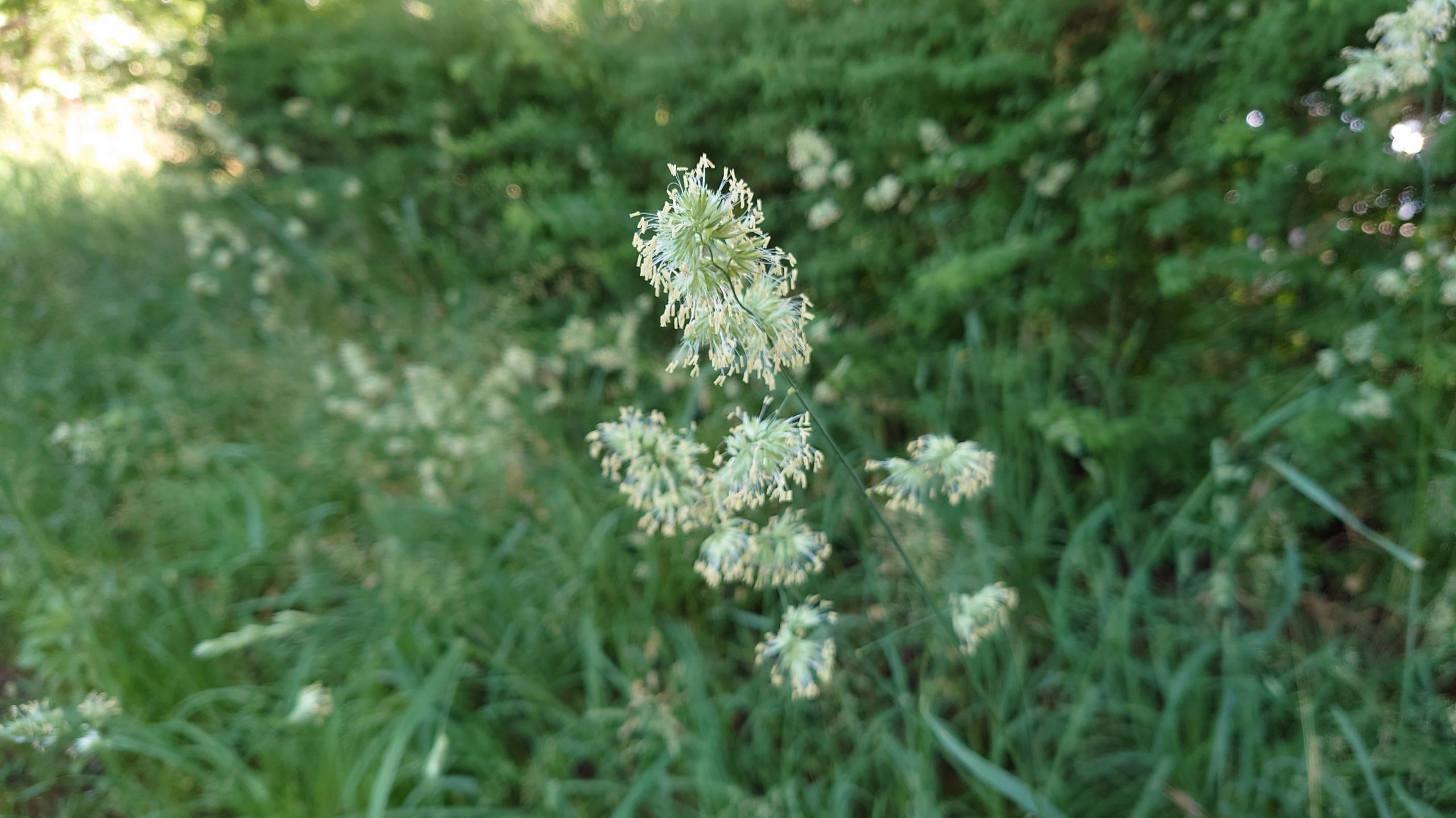 豊田アナの日常発見日記 アナウンサー 関西テレビ放送 カンテレ