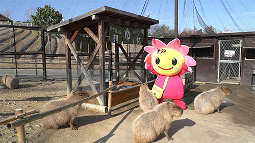 堺市南区の『みみちゃん』