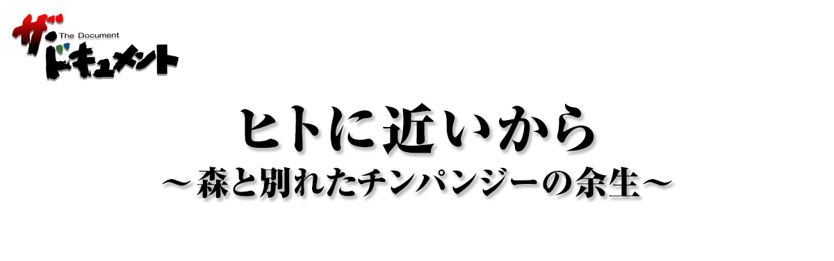 ヒトに近いから ～森と別れたチンパンジーの余生～