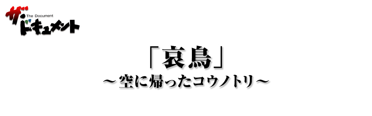 「哀鳥」 ～空に帰ったコウノトリ～