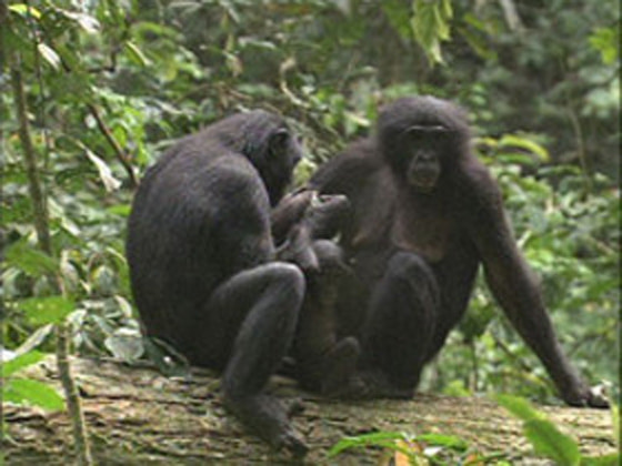 Image : In the Forest Where Bonobos Live