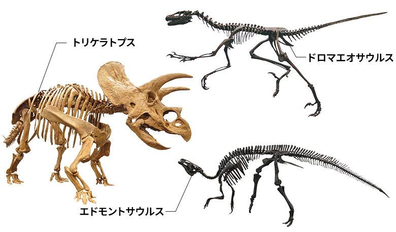 トリケラトプス ・エドモントサウルス ・ドロマエオサウルス