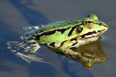 トノサマガエル