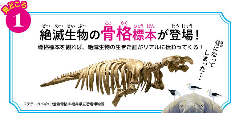 見どころ1 絶滅生物の骨格標本が登場!骨格標本を観れば、絶滅生物の生きた証がリアルに伝わってくる!ステラーカイギュウ全⾝⾻格 (c)福井県⽴恐⻯博物館