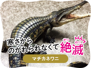 寒さからのがれられなくて絶滅 マチカネワニ