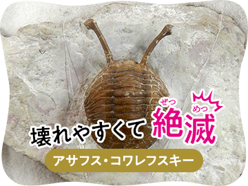 壊れやすくて絶滅