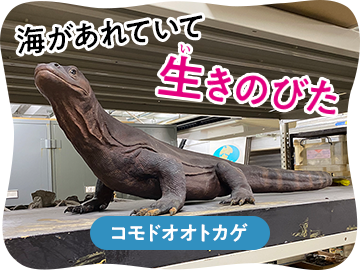 海があふれていて生きのびた コモドオオトカゲ