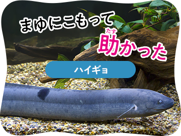まゆにこもって助かった ハイギョ