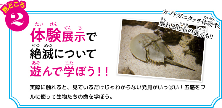 見どころ2 体験展示で絶滅について遊んで学ぼう!実際に触れると、見ているだけじゃわからない発見がいっぱい!五感をフルに使って生物たちの命を学ぼう。