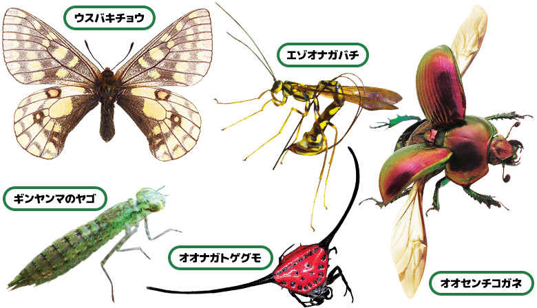 ウスバキチョウ、エゾオナガバチ、ギンヤンマのヤゴ、オオナガトゲグモ、オオセンチコガネ