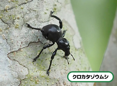 クロカタゾウムシ