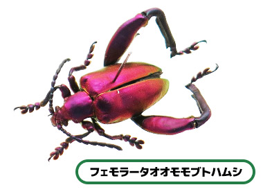 フェモラータオオモモブトハムシ