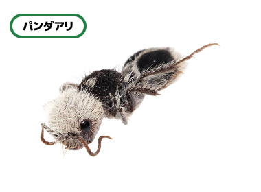 パンダアリ