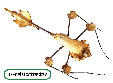 バイオリンカマキリ