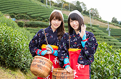 和束町茶摘み体験