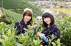 和束町茶摘み体験