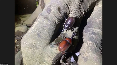 カブトムシ