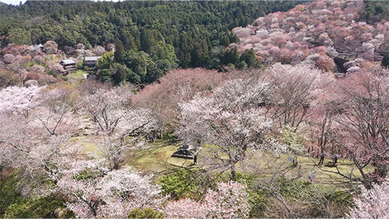 吉野山3万本の桜