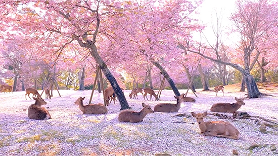 奈良公園の桜×鹿