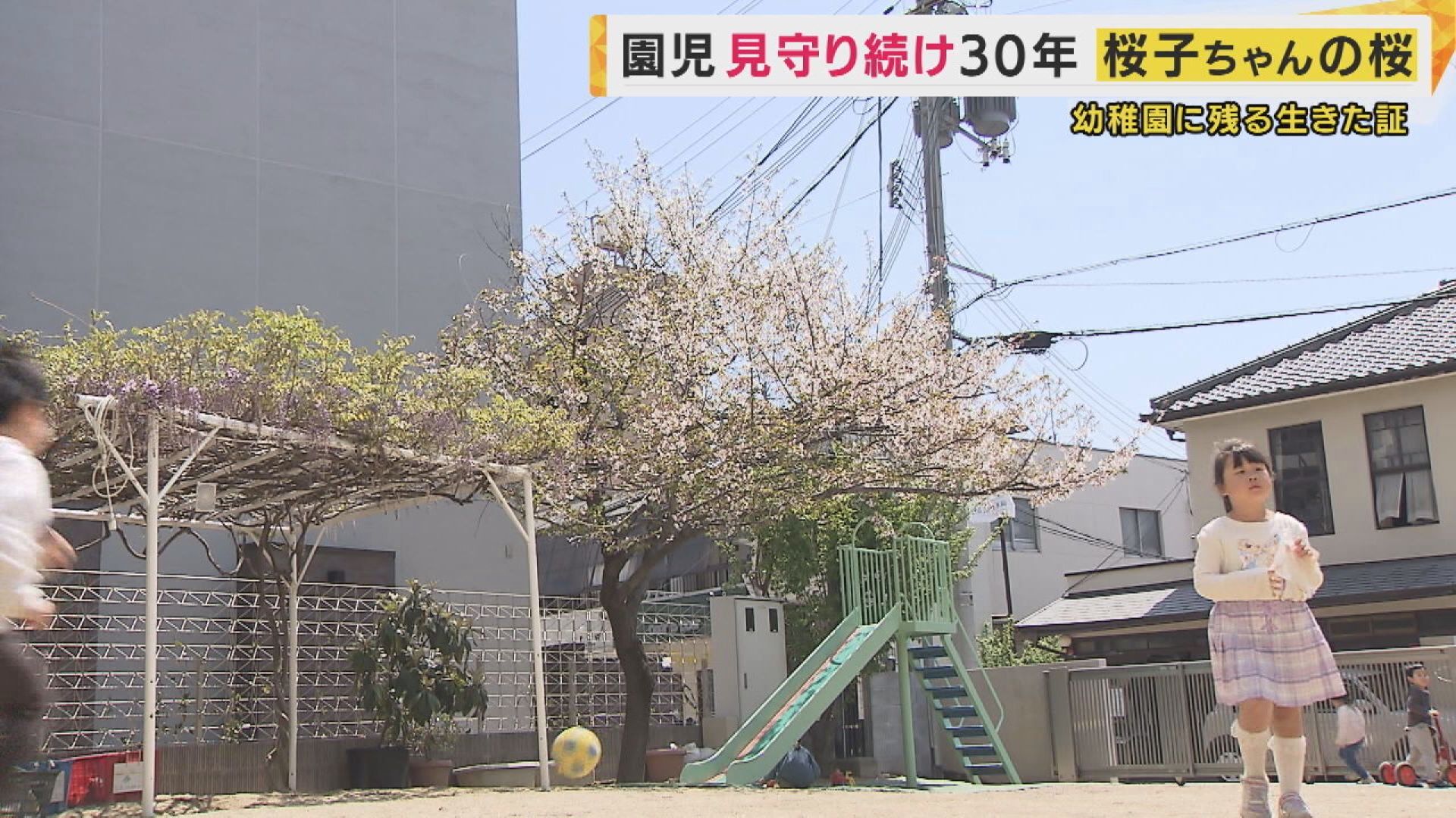 園児 桜子ちゃんのさくら”神戸の幼稚園で花を咲かせ30年 園児と「共に育った」当時6歳の桜子ちゃん | 関西のニュース | ニュース | 関西テレビ放送  カンテレ