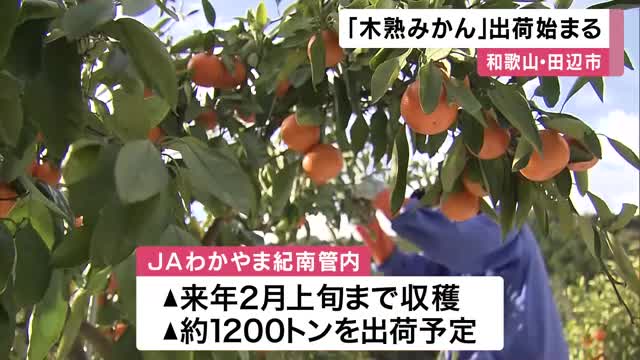 木熟みかんの収穫始まる　木に成ったまま熟度をあげて味わい濃厚