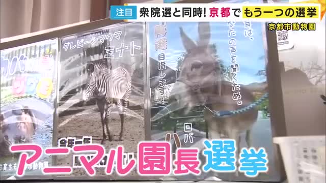 園長目指し動物たちが“かわいい”選挙戦　独自の出口調査で優勢の候補は…　前回の選挙後には悲しい出来事も　京都市動物園
