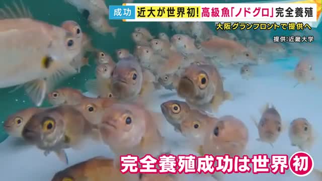 世界初　“白身のトロ”「ノドグロ」の完全養殖に成功　深海に生息する謎多き高級魚　近大が完全養殖に成功した魚は30例目