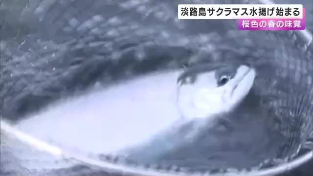 「淡路島サクラマス」水揚げ始まる　桜色の春の味覚を楽しんで　南あわじ市福良漁港で養殖　タマネギの皮入りエサで育つ
