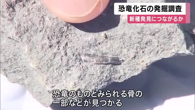 恐竜の化石　発掘調査　　かつて国内最大級の草食恐竜「タンバティタニス」化石見つかり話題に　兵庫・丹波市