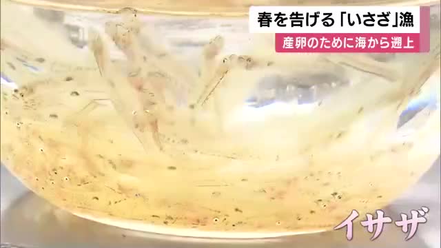 春の味覚「イサザ」漁が最盛期　透き通る体のシロウオが川を遡上　名物“おどり食い”やいさざ丼も人気　京都・舞鶴市