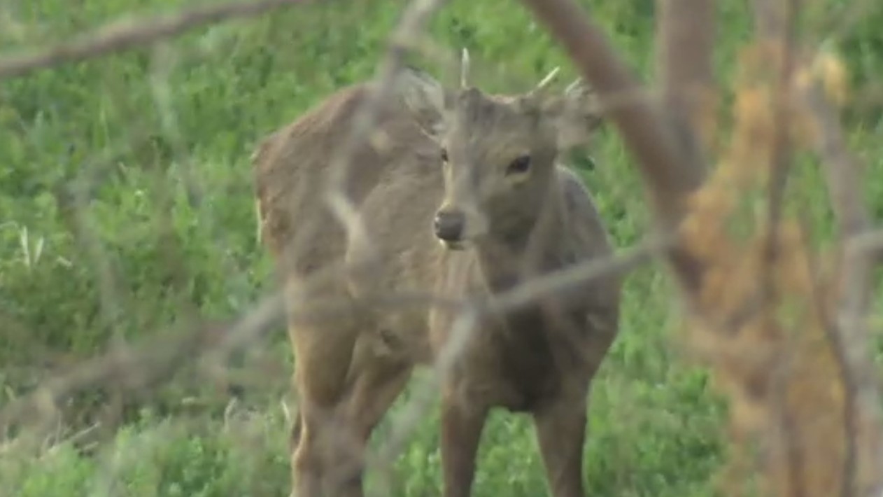 【速報】“奈良公園のシカ？”が東大阪市内で目撃される　関西テレビのカメラが姿とらえる　奈良公園からおよそ19キロのエリア