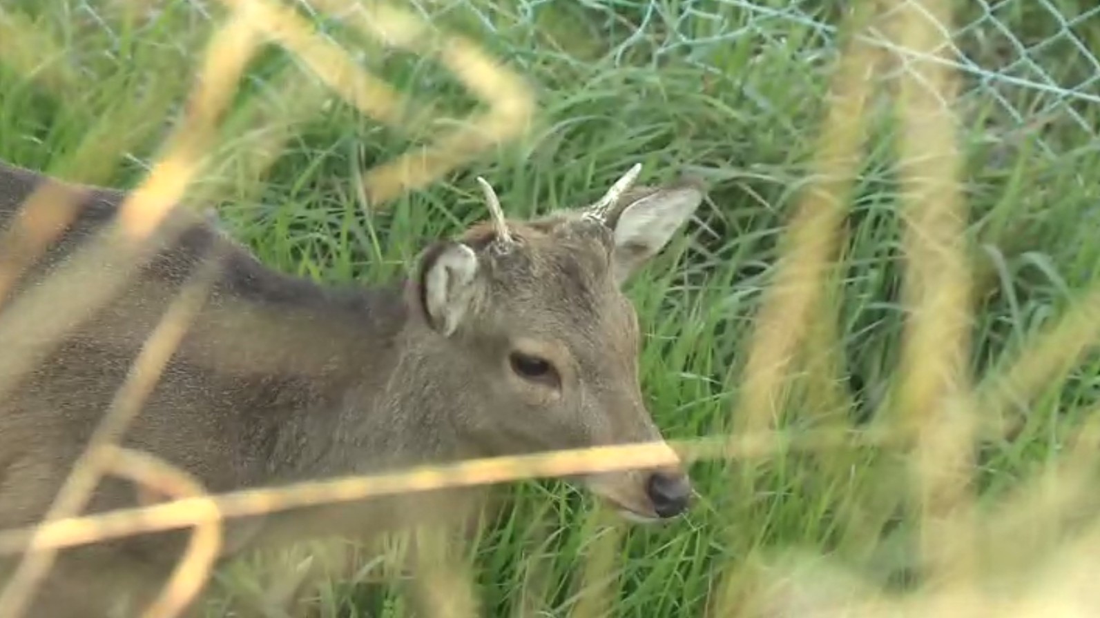 奈良公園の鹿が19キロ離れた東大阪市に出現！生駒山を越えた"神の使い"の大移動　なぜ居心地の良い奈良公園を離れるのか　背景には増える観光客のある行動も