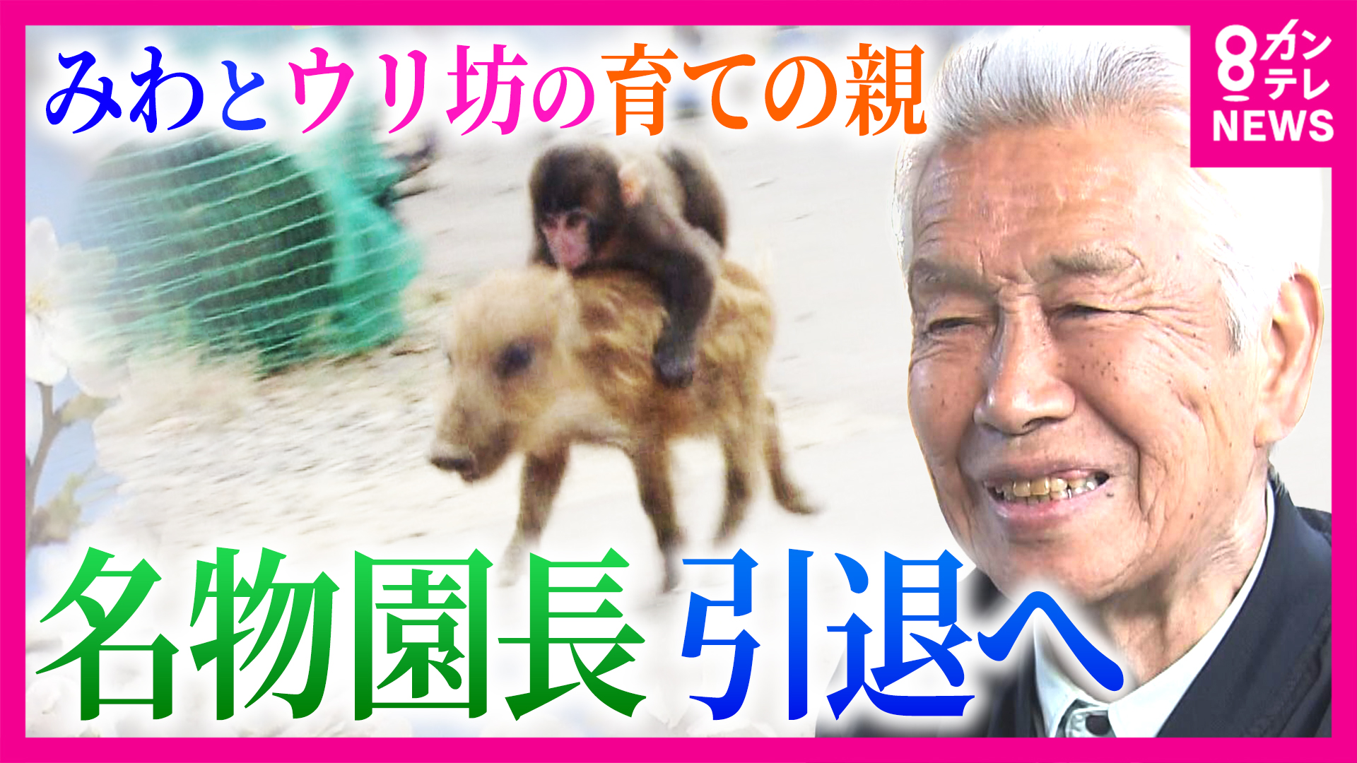 “みわとウリ坊”の育ての親　名物園長が引退へ　うり坊の現在の姿は「むちゃくちゃ大きくなって…」今だから話せる“亀吉脱走事件”　30年間ともに歩んできた動物たちとお別れ　福知山市動物園