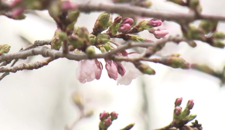 大阪の桜が開花　平年より１日早く　大阪城公園西の丸庭園にある標本木で観測