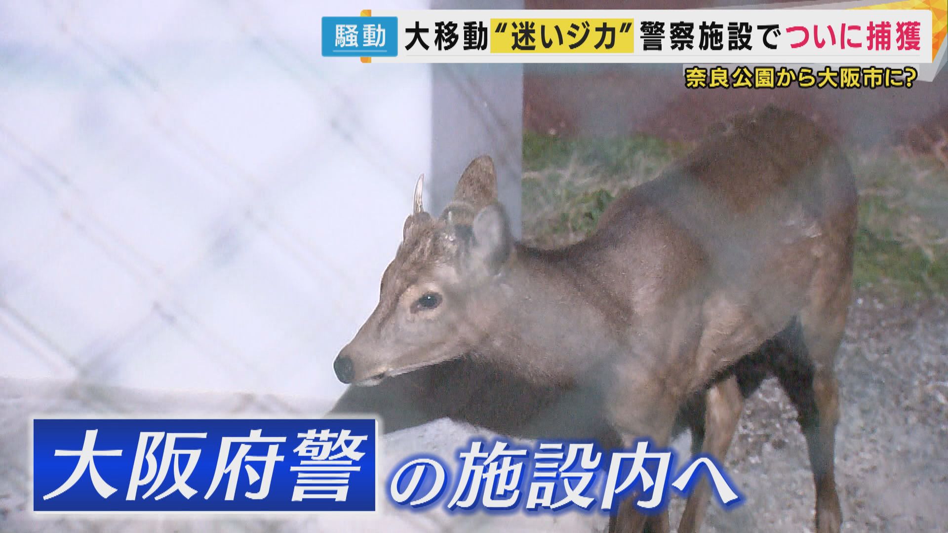 ニホンジカ鹿角3対＋3本 計9本 今季狩猟捕獲品 1本は
