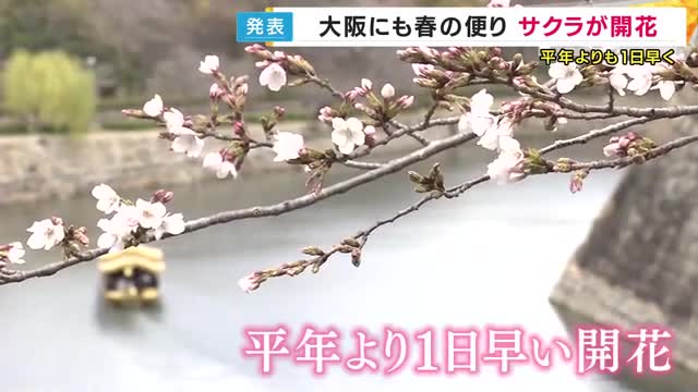大阪でもサクラが開花　平年より1日早く　片平気象予報士「気温が高いので花が散るのは早そう。大阪のピークは4月8日頃まで」近畿・徳島の満開予想も