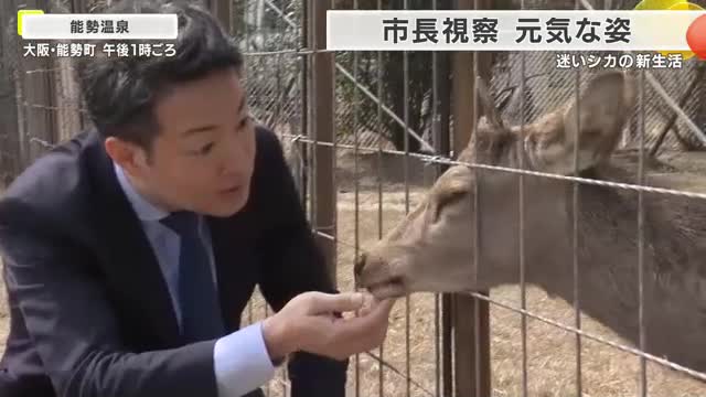大阪市内で相次ぎ目撃された迷いシカ　温泉施設へ移送し元気な姿　横山市長が現地を視察　名前はSNSで募集　「シカやん」が有力候補に