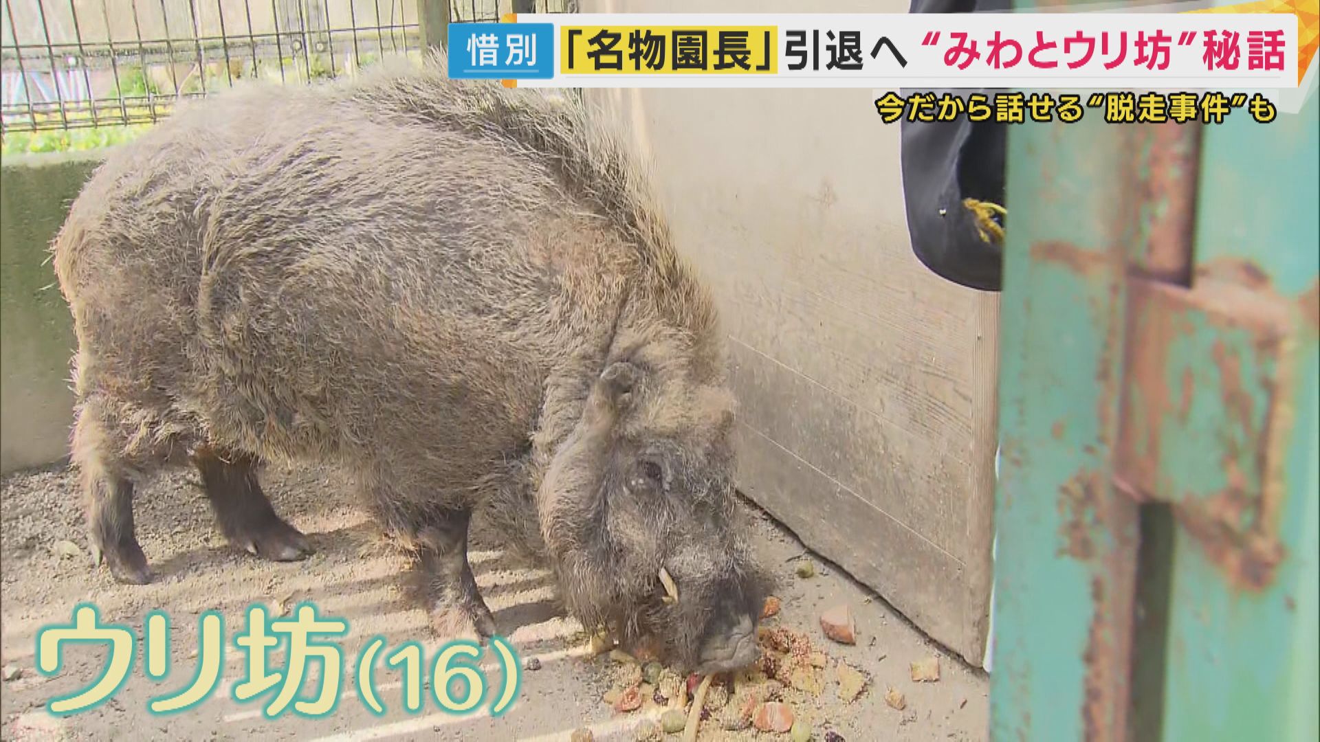 みわとウリ坊”の育ての親 名物園長が引退へ うり坊の現在の姿は