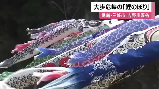 吉野川渓谷吹き抜ける風を受け「大歩危峡」に８０匹の鯉のぼりが泳ぐ　徳島・三好市