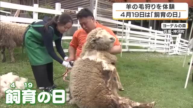 「暑そうだったけど涼しそう」羊の毛刈りを子どもが体験　きょう4月19日は「飼育の日」　動物とのふれあいで命の大切さ学ぶ　兵庫・ヨーデルの森