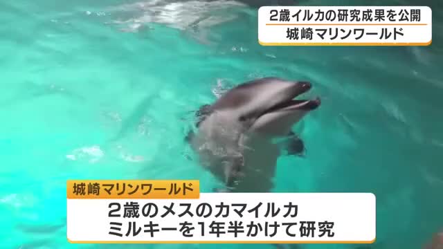 イルカの研究成果を公開　2歳イルカ「ミルキー」が10種類以上の動作を習得　大人の動きをまねて学ぶ　学会でも発表　兵庫・城崎マリンワールド