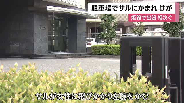 姫路市の駐車場でサルが人を襲う　サルと目が合った女性　後ずさりしたもののサルが飛びかかる　女性は軽傷