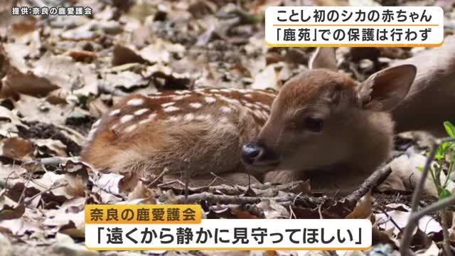 奈良公園でシカの赤ちゃん誕生　出産シーズン本格化へ　ことしから鹿苑での保護は行わず　「子鹿を見つけても遠くから見守って」呼びかけ