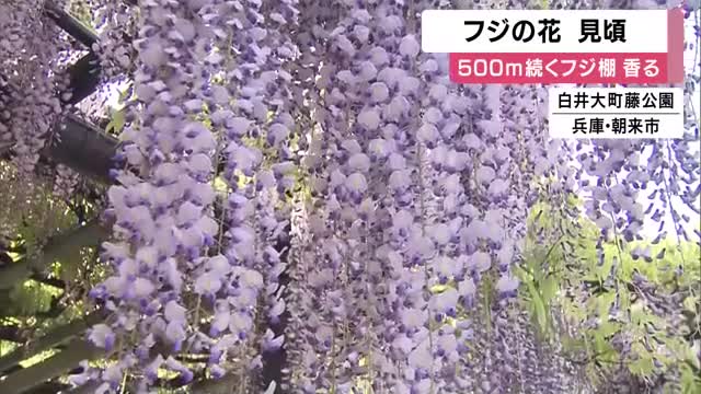 フジの花見ごろ　のべ５００メートル続くフジ棚　甘く爽やかな香り園内に「白井大町藤公園」兵庫・朝来市　和田山町