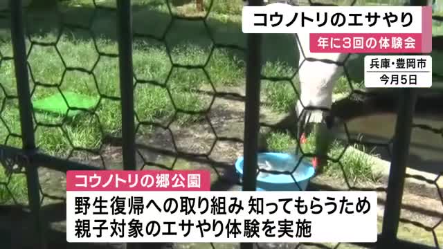 「食べてくれてよかった」国の特別天然記念物コウノトリ100羽とふれあい　親子向けエサやり体験開催　兵庫・豊岡市