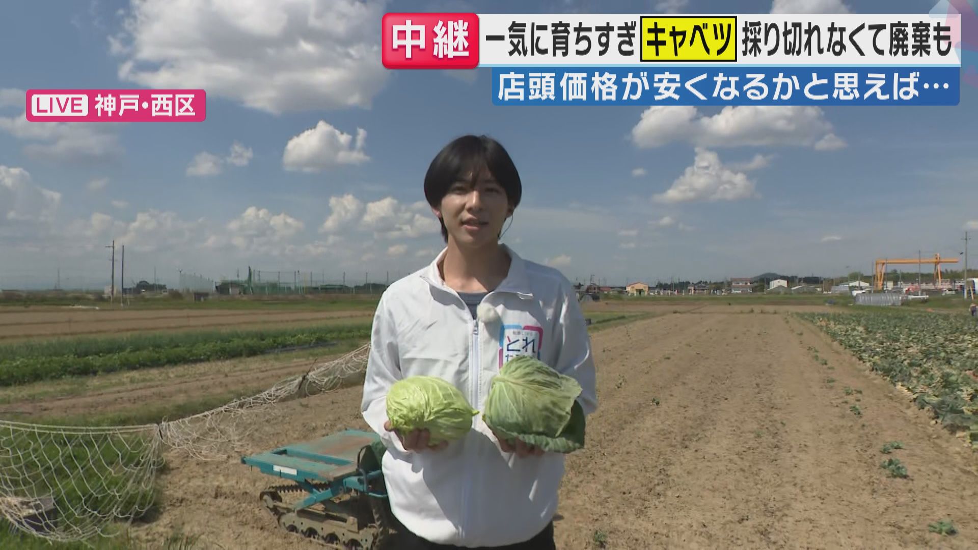 「今、春キャベツが取れすぎている」　大豊作もこれから価格が高騰する？　冬の温暖化が影響　一斉に収穫期を迎えた春キャベツ　農家「美味しい春キャベツいま食べて！」