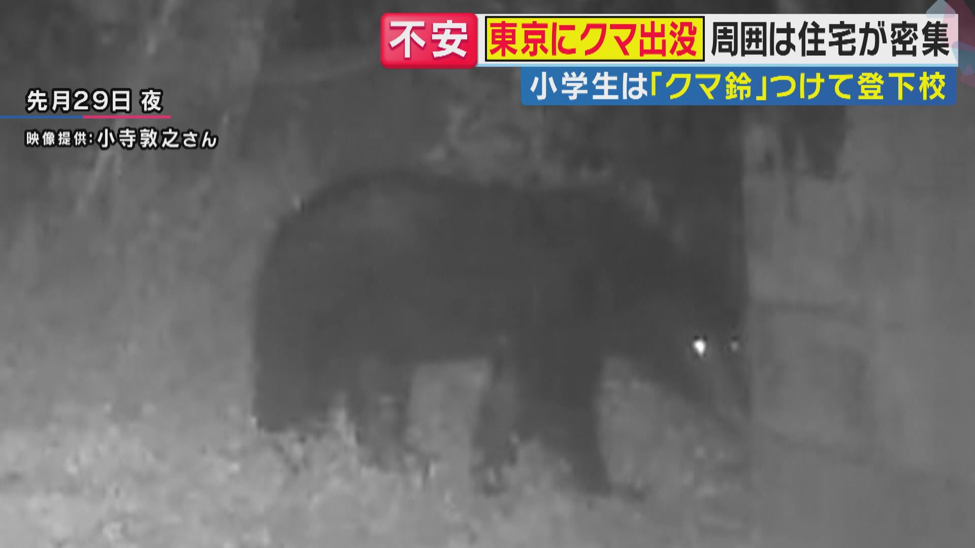 「こんなとこまで来るなんて」東京・八王子の住宅地にクマ　“繁殖期”に高まる母グマの攻撃性　「生きた心地がしなかった」壮絶体験をした人も　対策法を専門家が解説