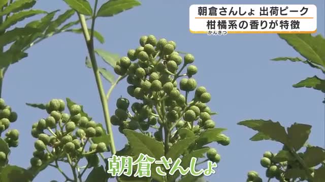 江戸時代から続く伝統の味　「朝倉さんしょ」が出荷の最盛期　但馬地域で2万本栽培　ことしは天候良く実の付きも上々　兵庫・朝来市