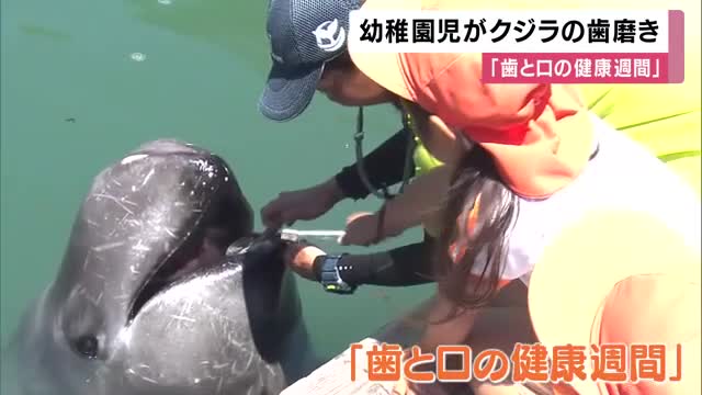 「クジラの歯が6個あったよ」巨大クジラの歯をゴシゴシ　幼稚園児が特製歯ブラシで歯磨き体験　「歯と口の健康週間」イベント  和歌山・太地町