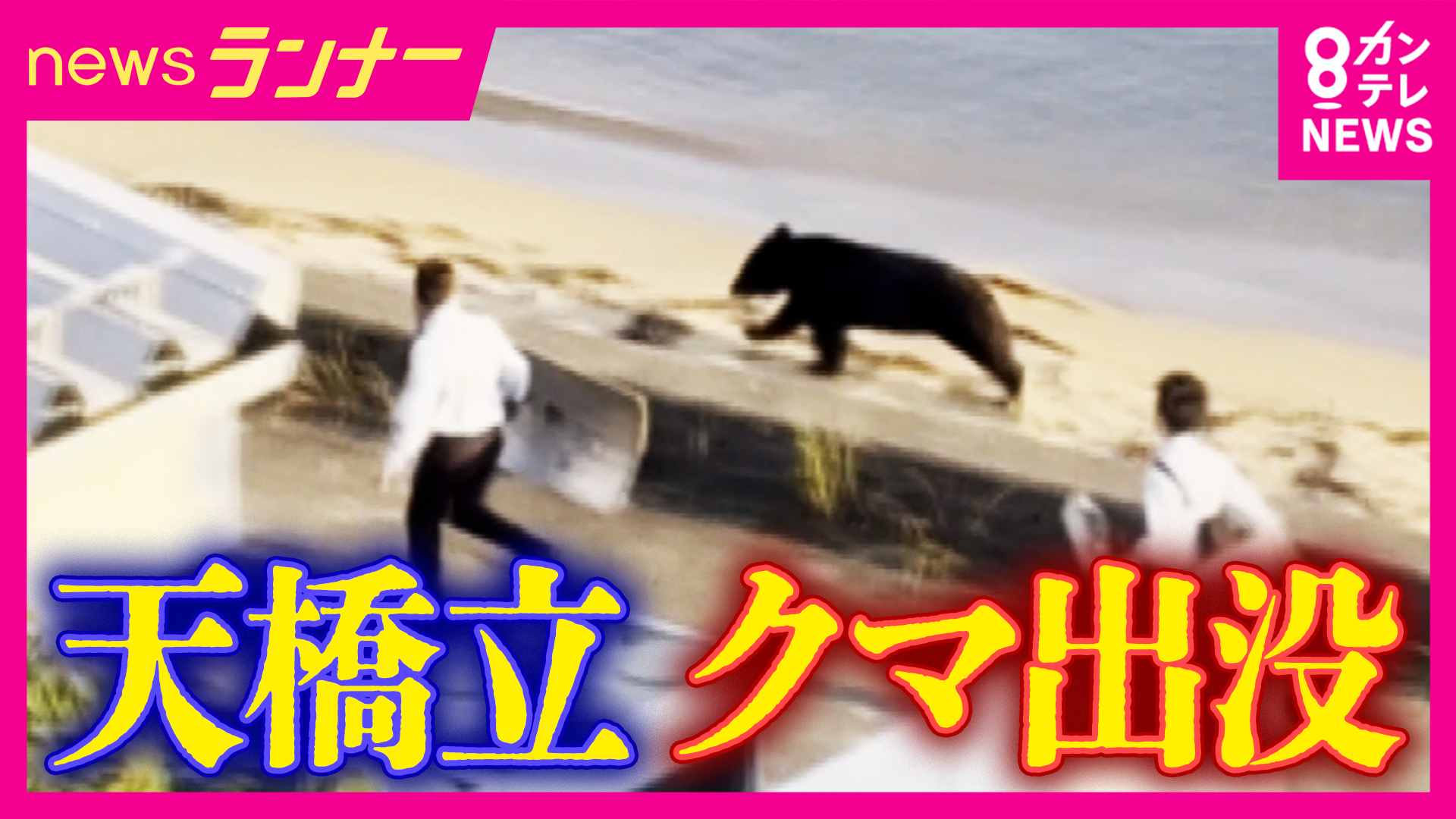 【現場報告】観光協会も「想定外」　日本三景・天橋立に“クマ”出没　海を泳ぎ砂浜を走り約6時間後に捕獲　観光地では“外国人”へのクマ周知も課題か